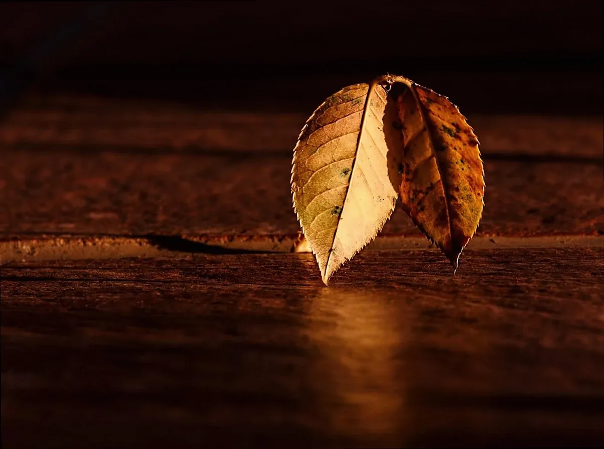 leaf, autumn, wood, contrast, dark, abstract, fall, brown, shadow, nature, highlight, brown abstract, brown wood, brown 